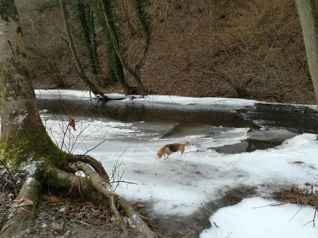 Die Ruwer in Waldrach - Fast ganz zugefroren