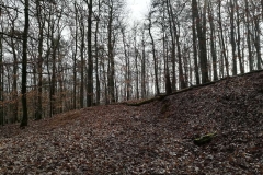 Ein umgefallener Baum auf dem Waldweg auf dem Grüneberg
