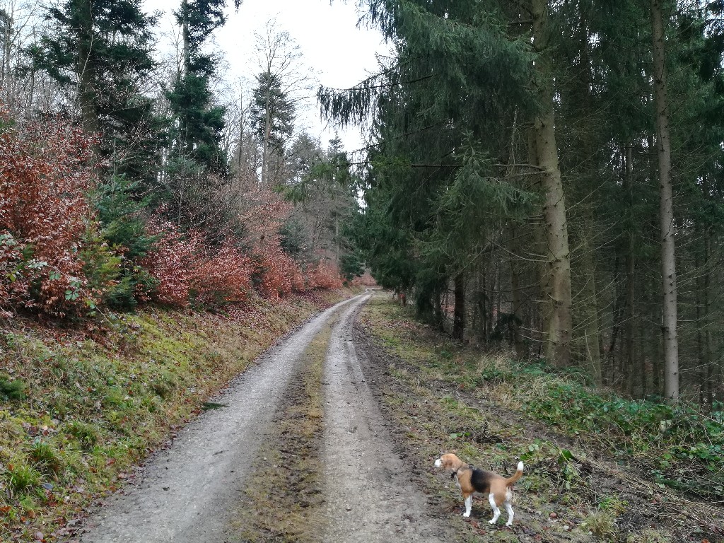 Waldweg bei Kasel
